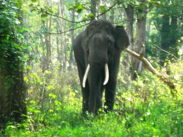 முத்தங்கா காட்டுயிர் சரணாலயம்