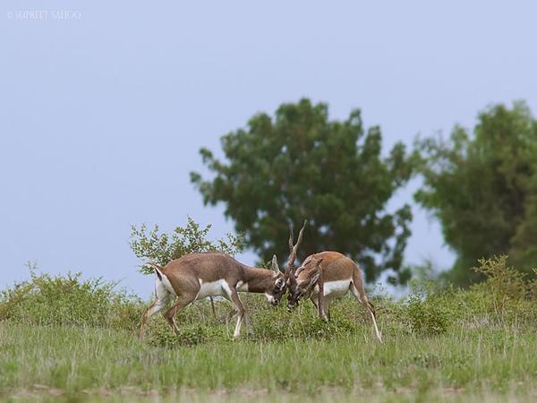 ரொல்லப்பாடு காட்டுயிர் பூங்கா