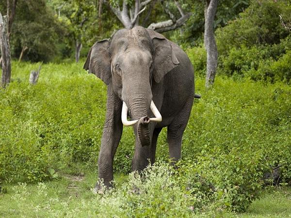 யானைப்பயிற்சி முகாம்