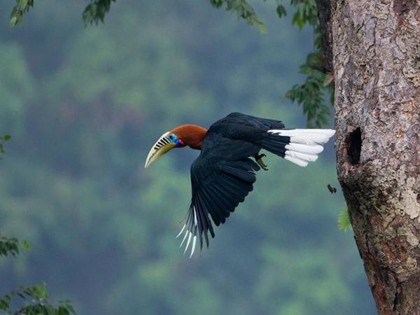 சிலிகுரி
