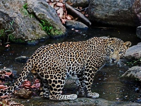 சாத்பூரா தேசிய பூங்கா