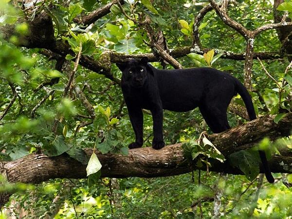 நாகர்ஹொளே தேசியப் பூங்கா