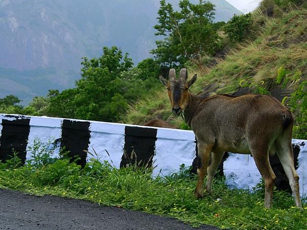 43 கொண்டை ஊசி வளைவுகள்