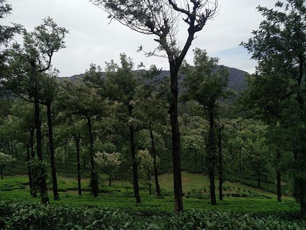 மாஞ்சோலை மலை