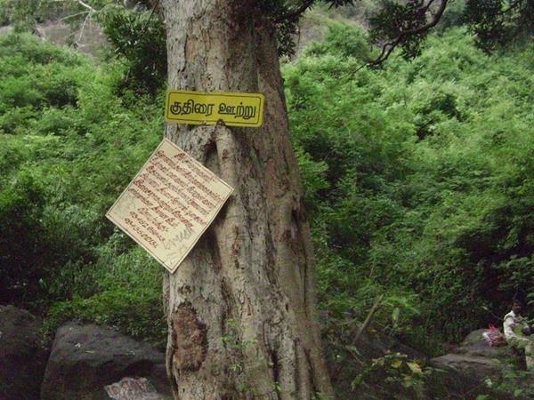 மரத்தில் தோன்றும் சித்தர்