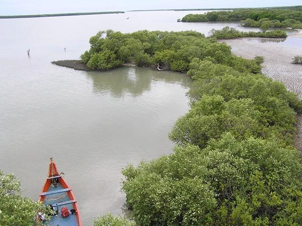 இயற்கை அரணாகும் அலையாத்தி