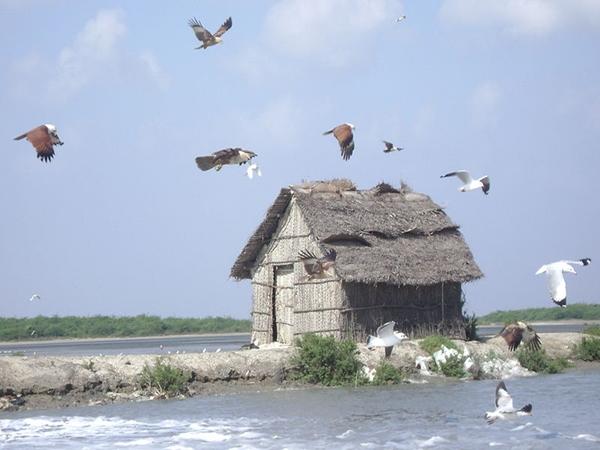 கோடியக்கரை சரணாலயம்