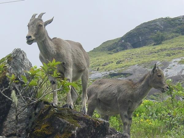 நீலகிரி