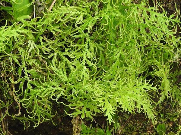 சூழலியல் சுற்றுலா திட்டம்