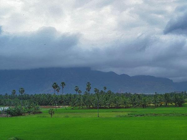 வயல்வெளிகள்