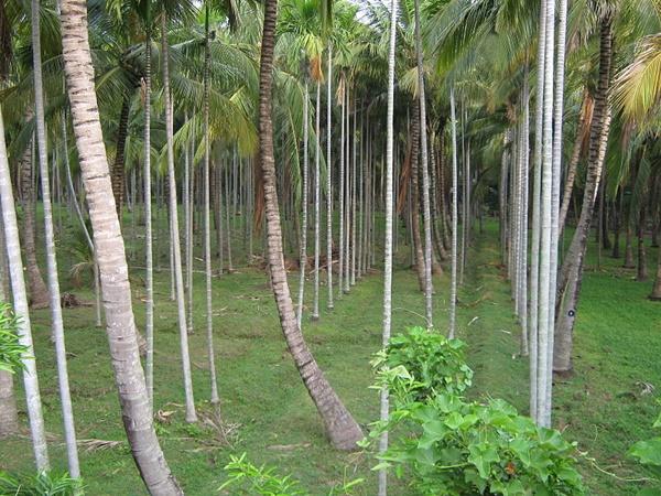 நாகர்கோயில் தென்னந்தோப்பு