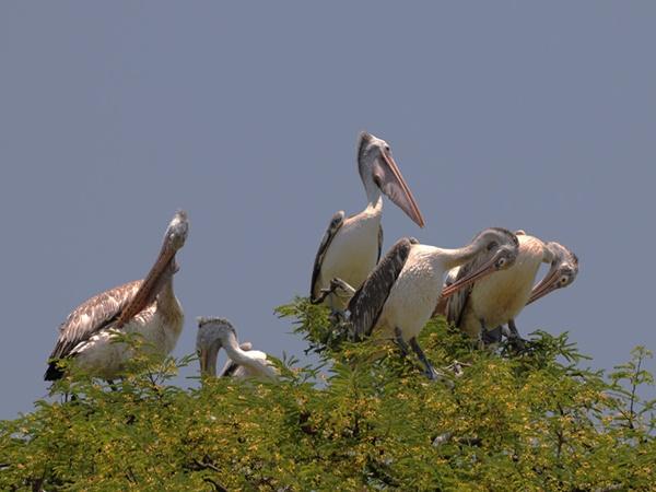 பறவைகள் பாடும் கீதம்