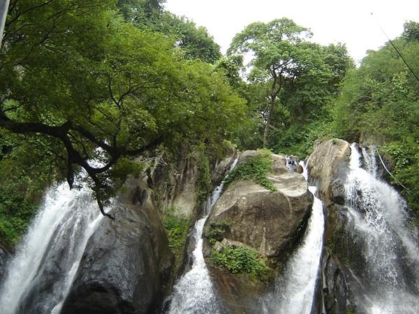 மூலிகைகளும், பழவகைகளும்
