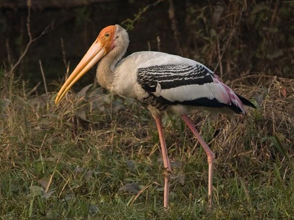 பறவைகளின் வீடு