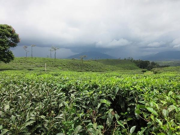 உலக புகழ்பெற்ற தேயிலை