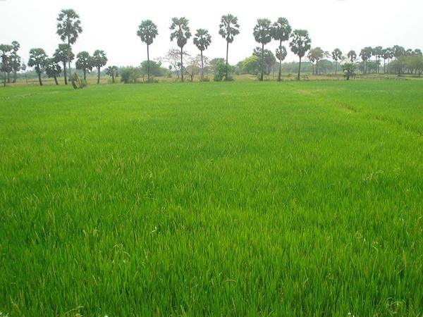 நாகர்கோயில் வயல்வெளி