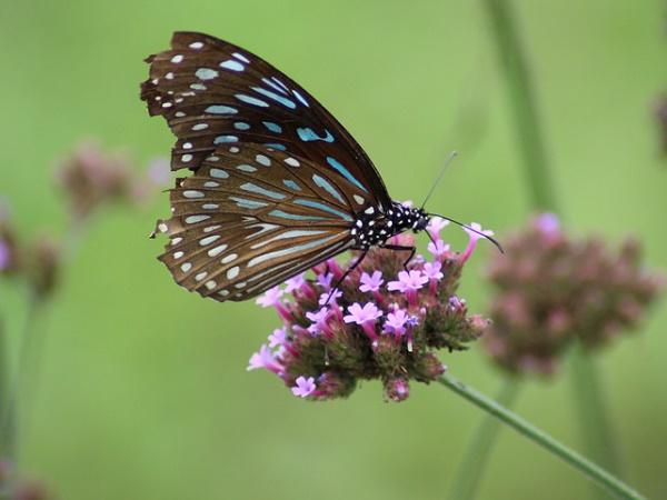 திருப்பதியில் காணவேண்டியவை