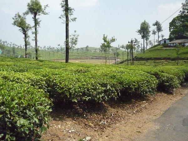 மாஞ்சோலை மலை