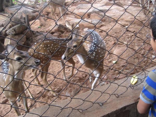 ஸ்ரீ வெங்கடேஸ்வரா விலங்கியல் பூங்கா