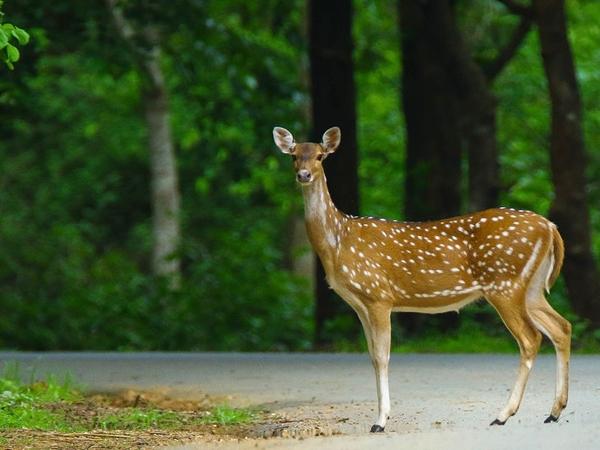 காட்டுயிர் சரணாலயங்கள்