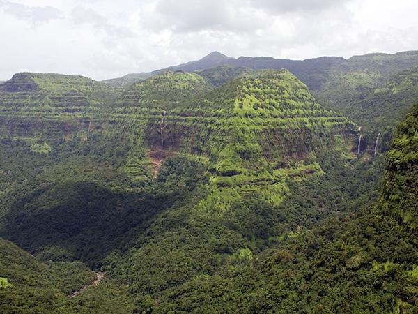 காட்டுயிர் வாழ்க்கை