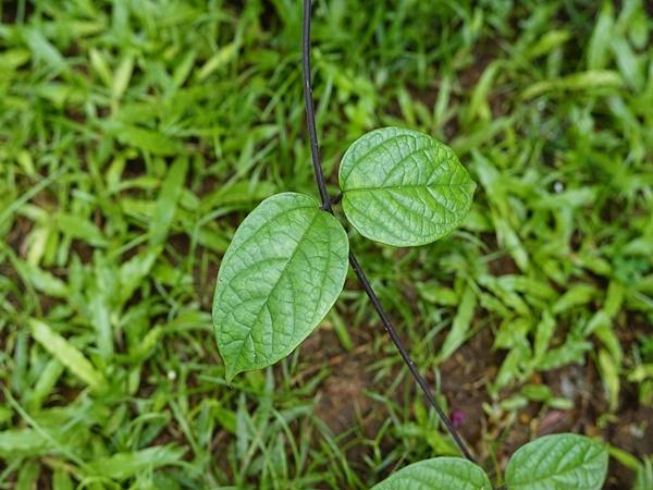 நெடுங்காயம் பற்றிய முழு விவரங்கள்