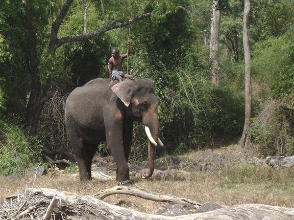 சபாரி