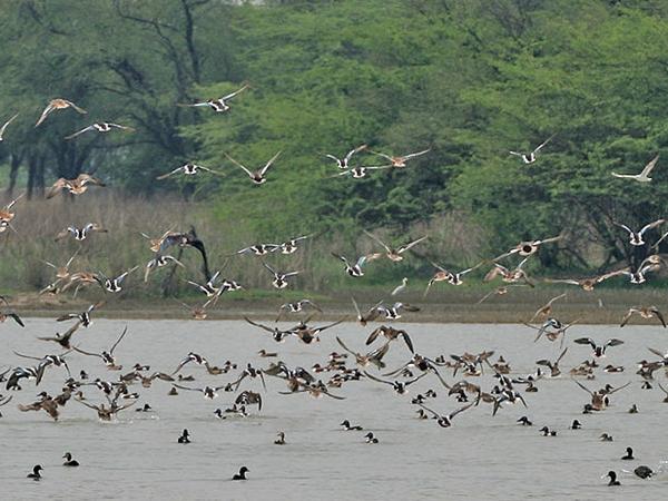 சில்கா ஏரி பறவைகள் சரணாலயம்