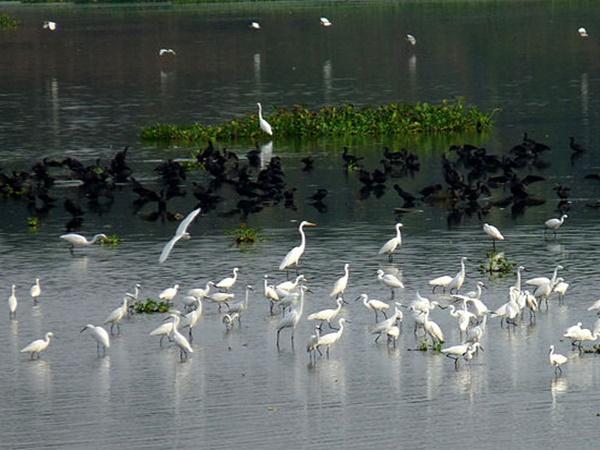 சிங்காநல்லூர் ஏரி