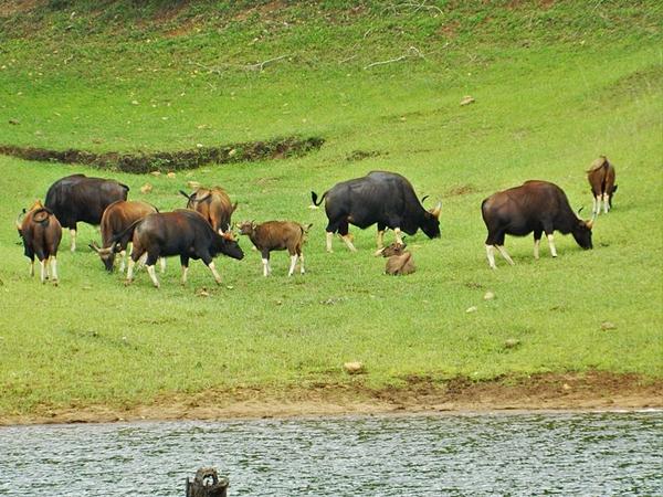 பெரியார் வனவிலங்கு சரணாலயம்