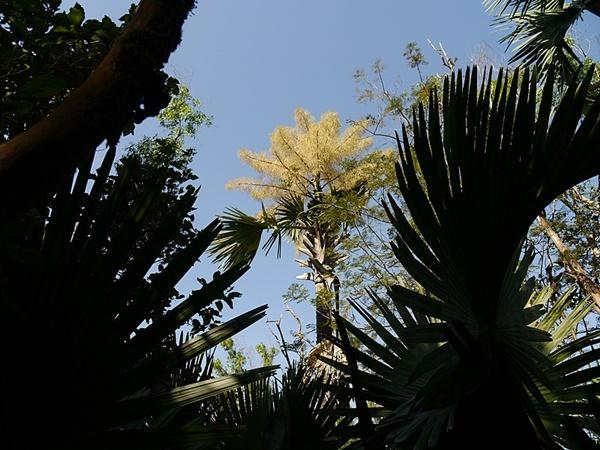 சுயம்பாய் தோன்றிய லிங்கம்