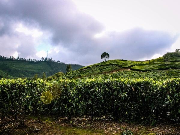 தலக்காடு - மூணார்