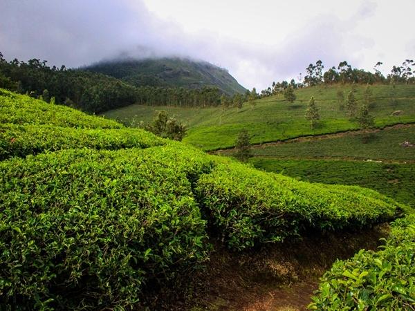 கோவை - உடுமலை - மூணார்