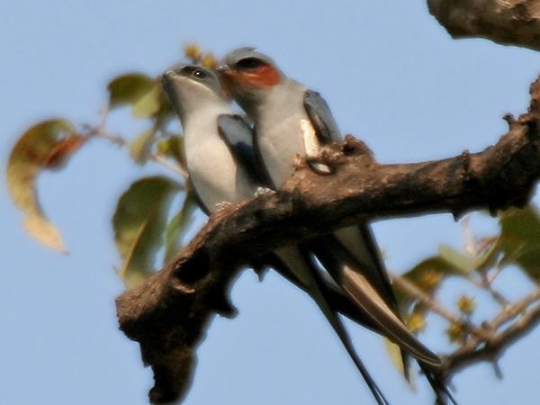அதிலாபாத்தில் சுற்றுலா