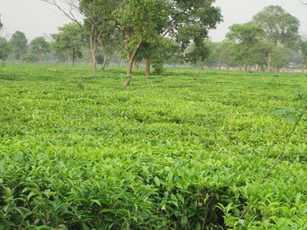 பக்தோக்ரா எனும் அழகிய தேயிலைத் தோட்டம் பக்தோக்ரா எனும் அழகிய தேயிலைத் தோட்டம்