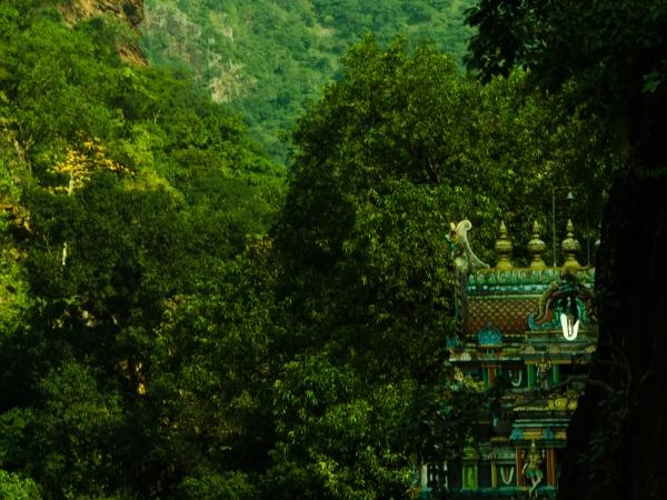 சார்ங்க நரசிம்மர்