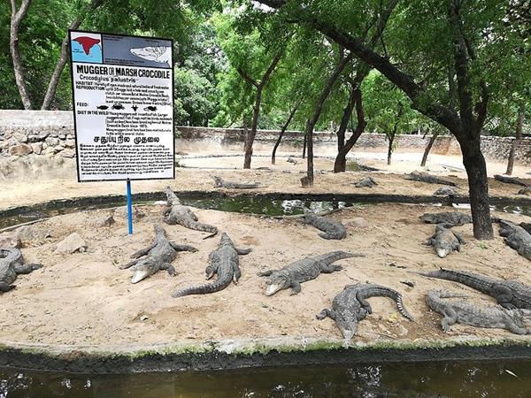 மஹாபலிபுரம் முதலைப்பண்ணை