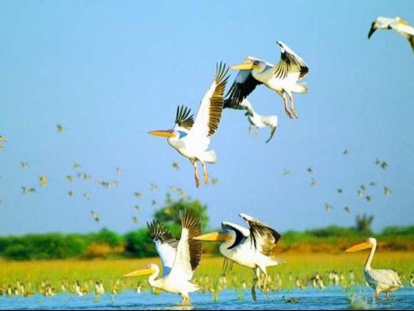 நல்சரோவர் பறவைகள் சரணாலயம்