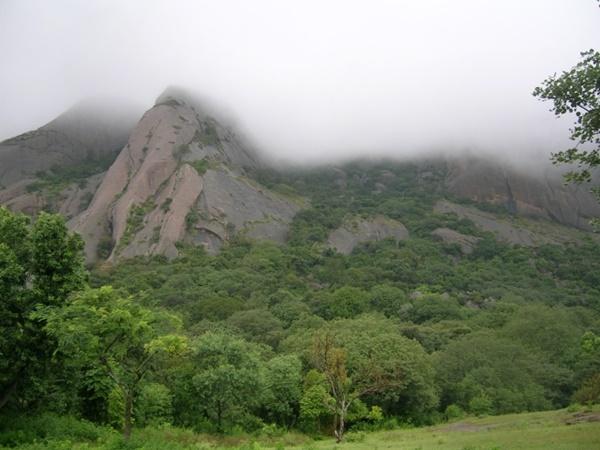மரங்களும் பறவைகளும்