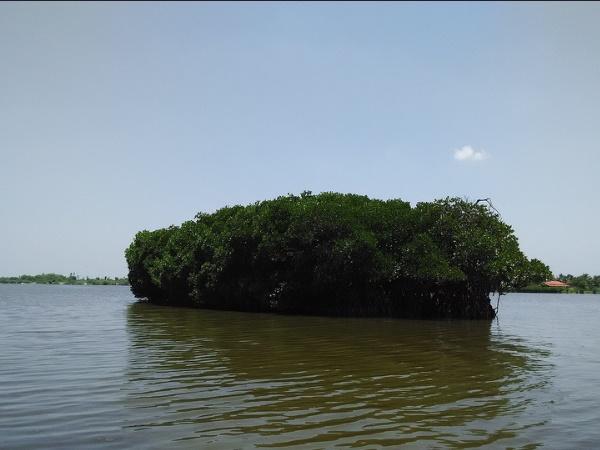 முக்கிய பங்கு