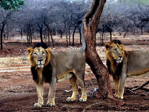 பாணியா வனவிலங்கு சரணாலயம்