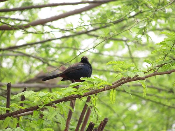 பறவைகள் சரணாலயம்