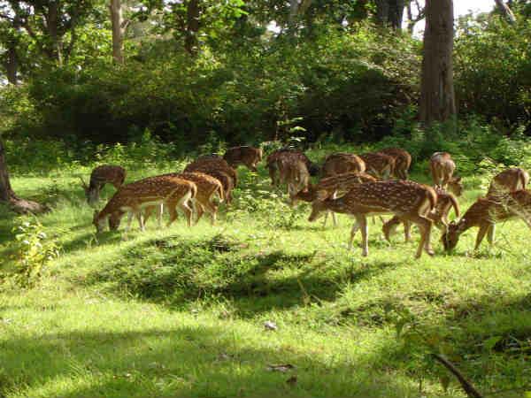 விலங்குகளுடன் ஒரு உயிர்ப்பு பயணம்