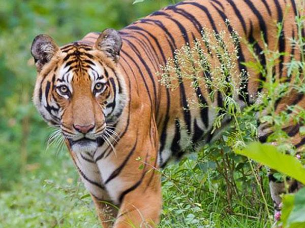 வனத்துறைக்கு தெரியாமல் காட்டுப் பயணம்