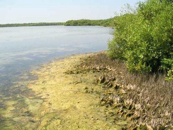 வெப்பமண்டல உலர் பசுமைமாறா காடுகள்