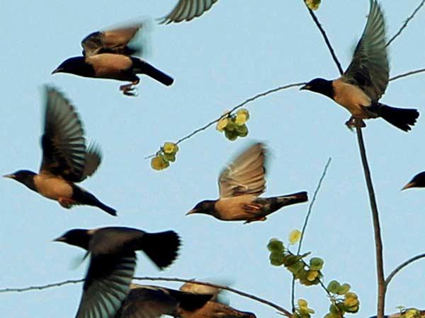 இன்னிசை பாடும் பறவைகள்