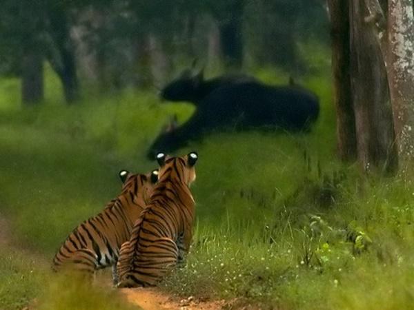 விலங்கினங்கள்