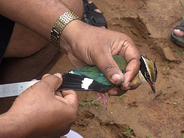 மற்ற விலங்குகள்