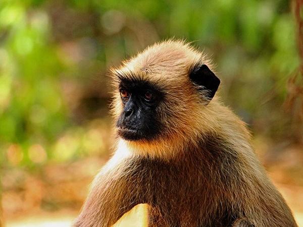 விலங்குகள்