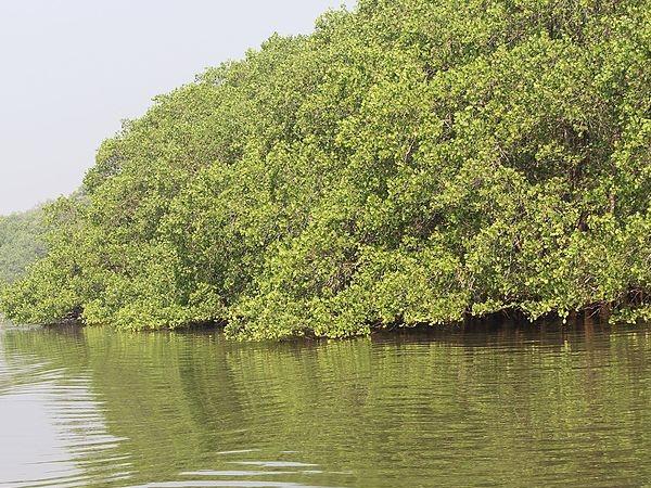 கோவாவில் ஒரு சலீம் அலி பறவைகள் சரணாலயம்